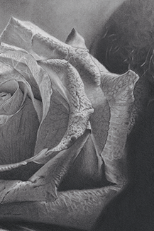 Graphite drawing artwork of a female figure by Daniel McMahon